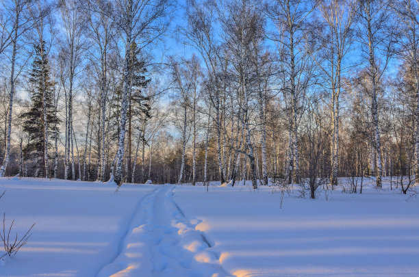 冬天的风景在白桦树和云杉森林日落图片下载