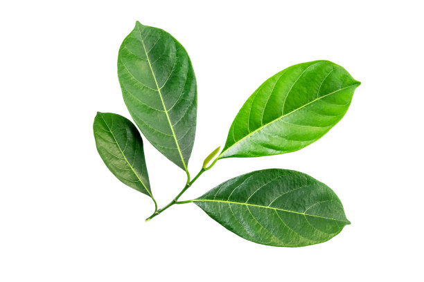 热带的绿叶孤立在白色的背景上。文件包含与裁剪路径。图片下载