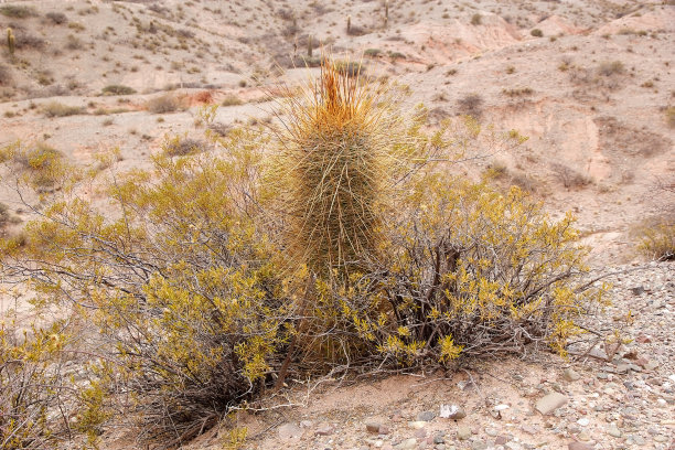 卡顿仙人掌，埃奇诺皮西斯阿塔卡门西斯，阿根廷图片下载