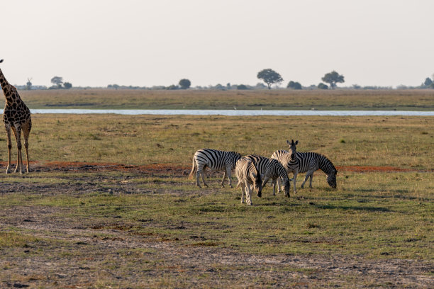 非洲博茨瓦纳丘比河湿地上的长颈鹿、斑马和羚羊图片下载