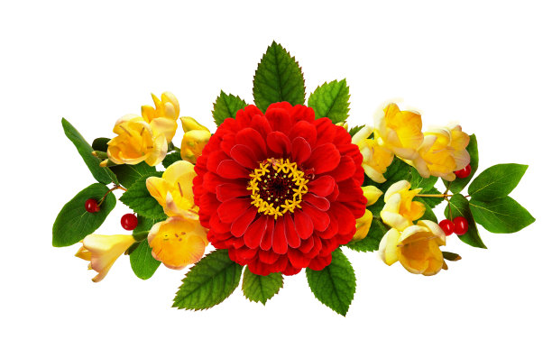红色百日草和黄色小苍兰的花组成图片下载