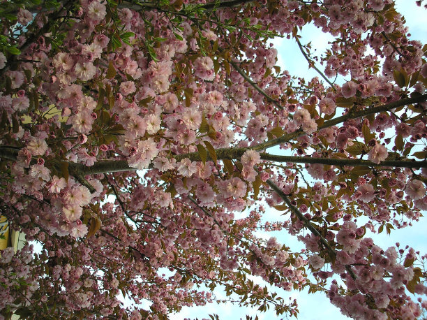 花木装饰设计图片下载