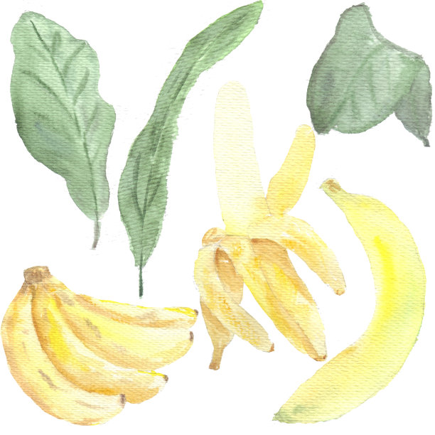 一组成熟的黄色香蕉和多汁的绿叶。图片下载