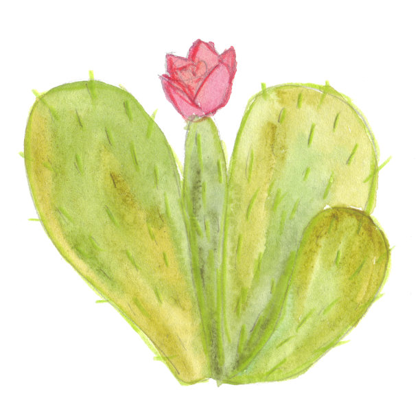 单一的仙人掌，绿色的，在烈日下生长在沙漠中图片下载