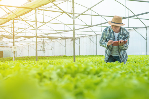 小企业企业家的概念:肖像照片年轻迷人美丽的亚洲男子收获新鲜蔬菜沙拉，从他的水培农场在温室送去市场销售之前。图片下载