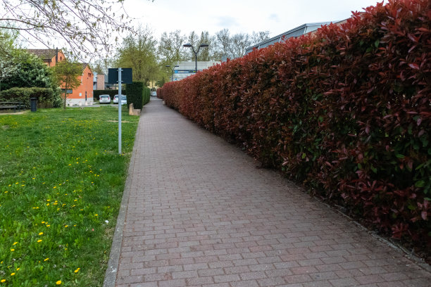 GUASTALLA后院医院图片下载