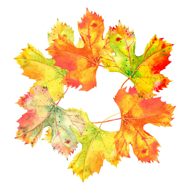 背景与秋天金黄色葡萄藤的叶子设置孤立的白色，圆形组成。水彩插图图片下载