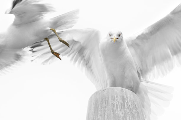 海鸥老板降落在杆子上迫使闯入者离开图片下载