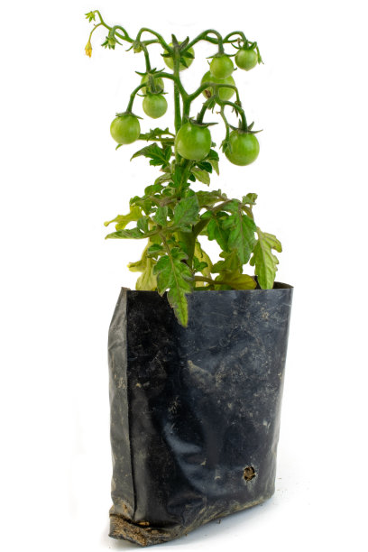 番茄幼苗孤立在白色上图片下载