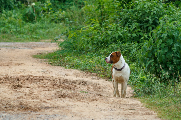 狗在路上图片下载
