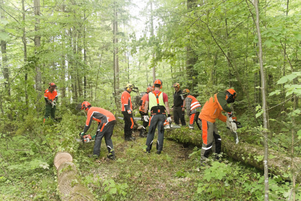 伐木工人的培训班正在砍伐被砍伐的树木图片下载
