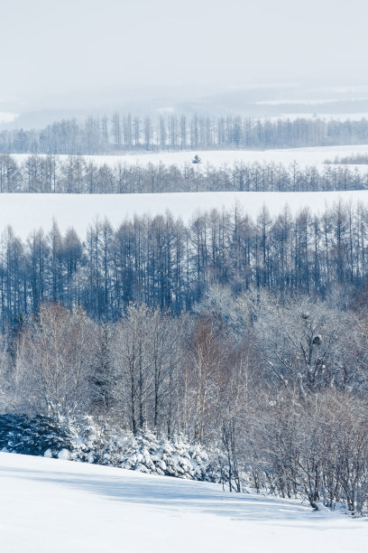 北海道北依的雪山和桦树图片下载