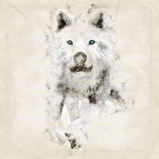 数字艺术素描，基于自己创建的3D插图的狼，模型释放或财产释放不需要。图片下载