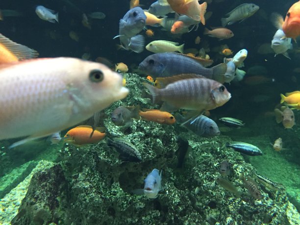 水下彩色鱼素材图片