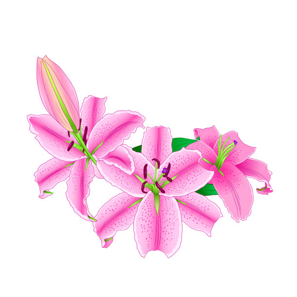 粉色百合花束。手绘风格。图片下载