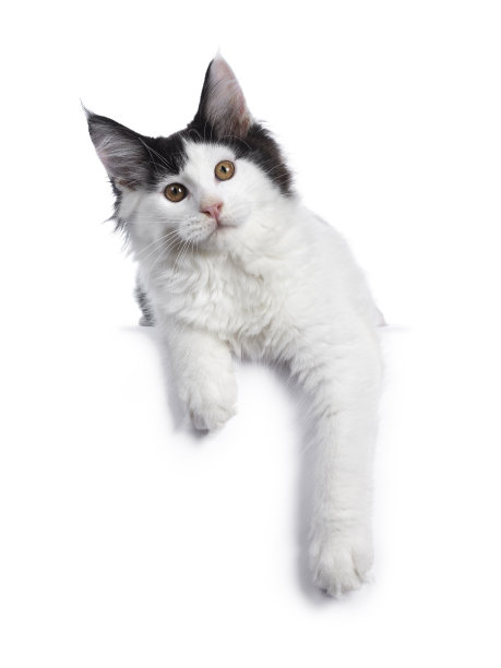 黑色和白色的缅因猫在白色图片下载