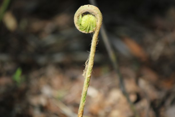 冷却船首饰蕨类植物图片下载