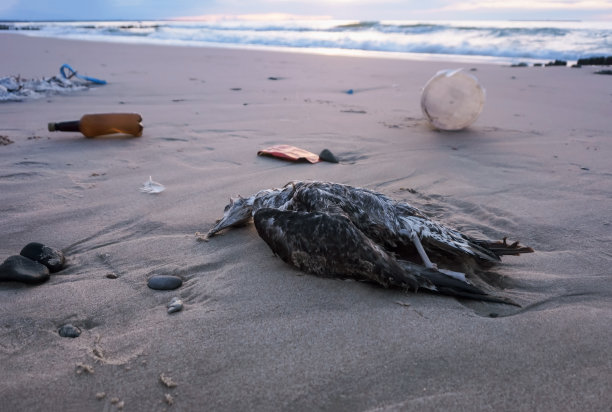 海滩上有死鸟和垃圾，沙滩上有死鸟图片下载