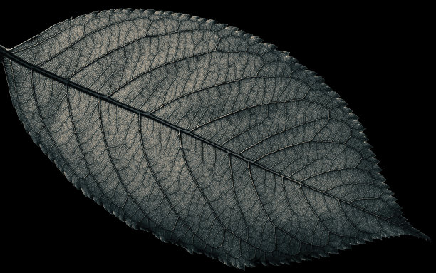 抽象的叶结构图片下载