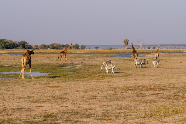 非洲博茨瓦纳丘比河湿地上的长颈鹿、斑马和羚羊图片下载