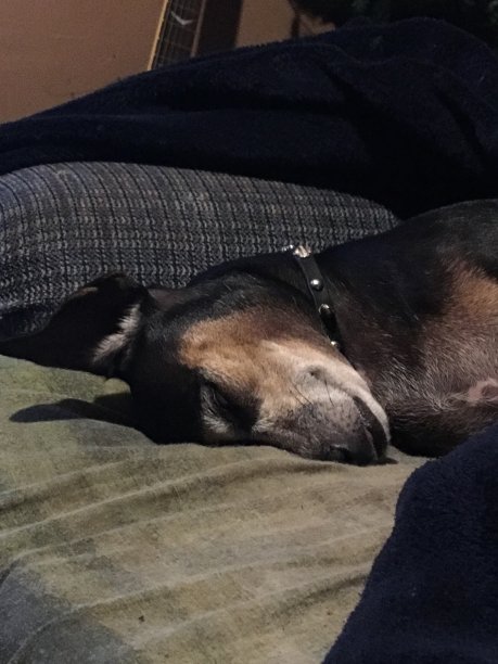 可爱的狗在椅子上睡觉图片下载