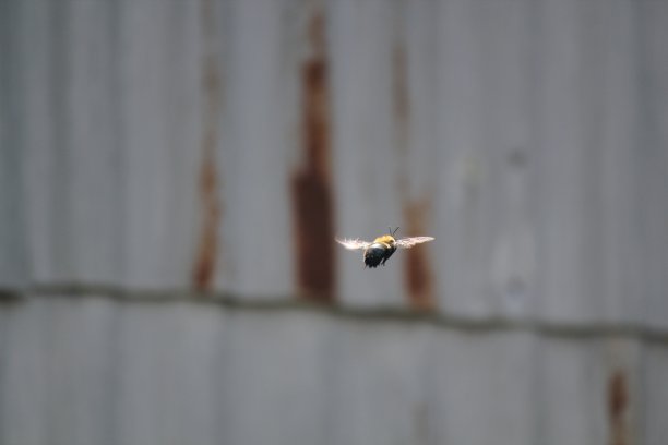 嗡嗡声了图片下载