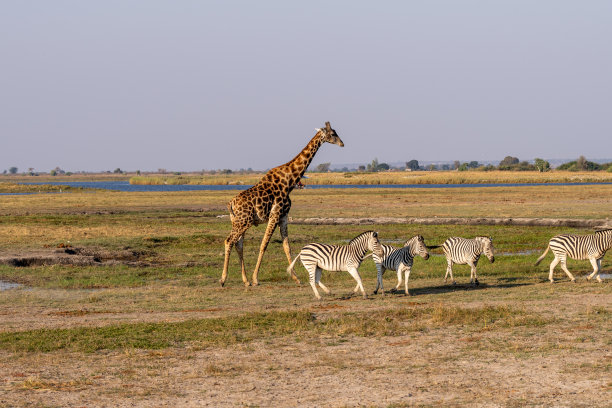 非洲博茨瓦纳丘比河湿地上的长颈鹿、斑马和羚羊图片下载