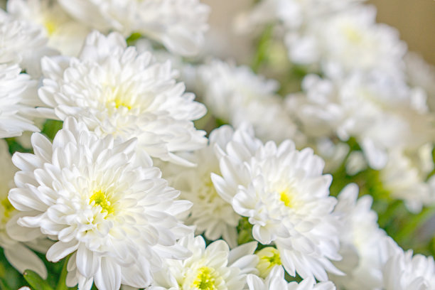 一张菊花的微距照片。白色菊花的光影特写。图片下载