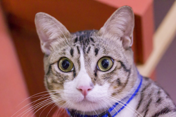 那只猫图片下载