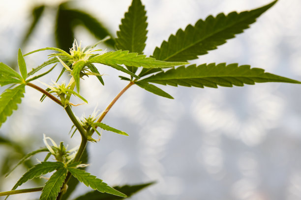 在百叶窗的背景下，在家里窗台上盆栽大麻的微距照片图片下载