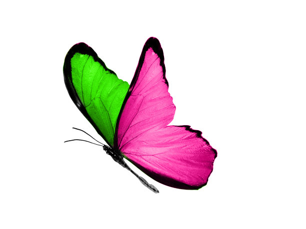 美丽的孤立在白色的背景飞行蝴蝶与粉红色和绿色的翅膀图片下载