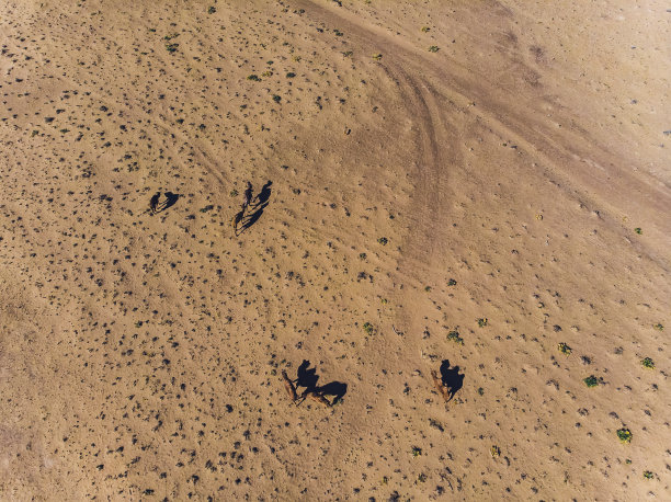 美丽的骆驼肖像，坐在古城墙附近的历史中心希瓦，乌兹别克斯坦，中亚。图片下载