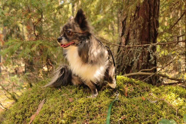 奇瓦哈图片下载