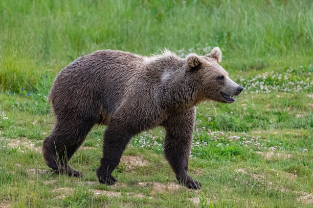 棕熊走图片下载