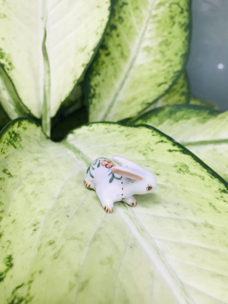 小兔子在大花园里图片下载