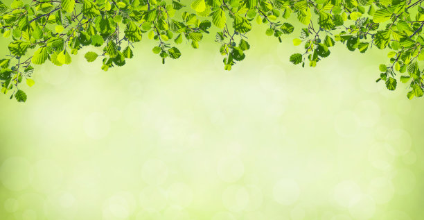 桤木的嫩枝与绿色的嫩叶在绿色的散竹背景上。图片下载