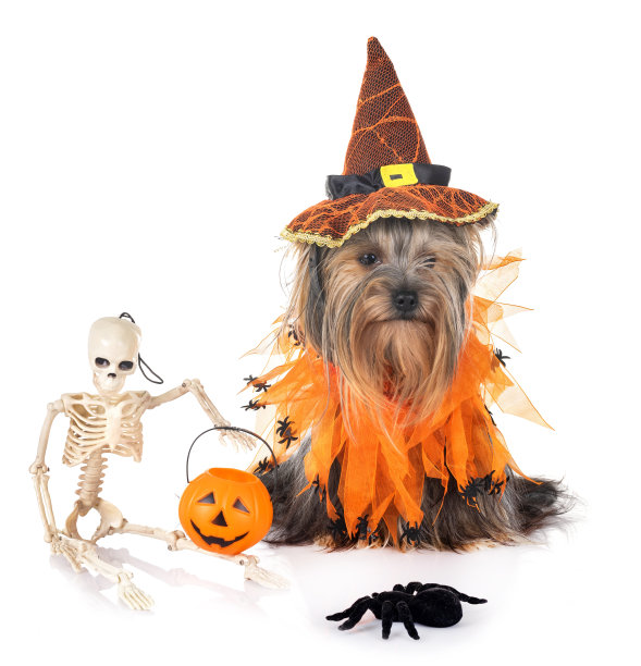 年轻的约克郡犬图片下载