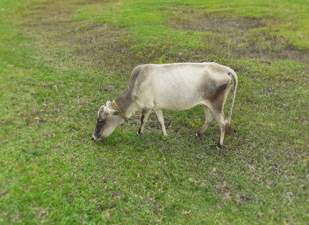 奶牛站在草地上吃草图片下载