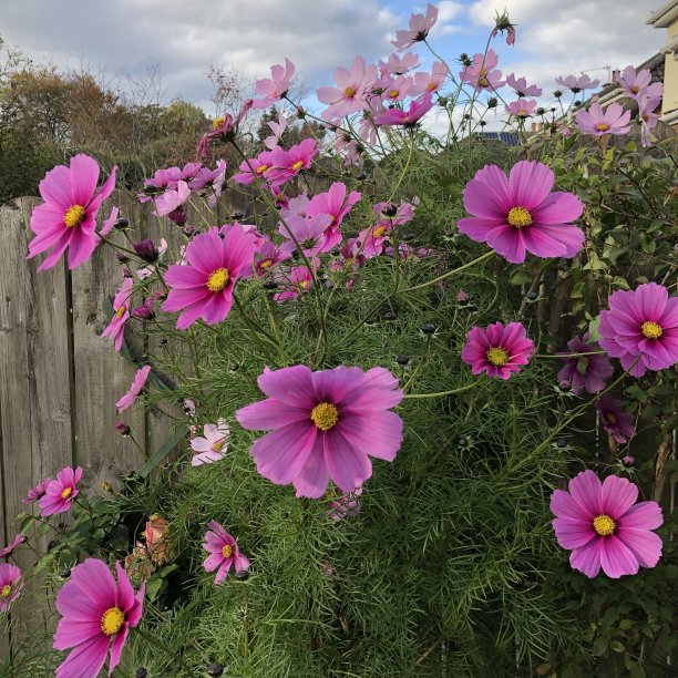 粉红色的宇宙花图片下载