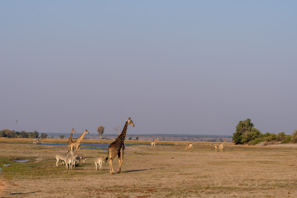 非洲博茨瓦纳丘比河湿地上的长颈鹿、斑马和羚羊图片下载