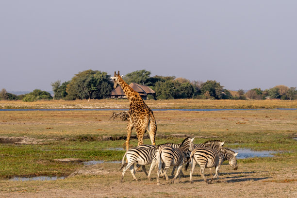 非洲博茨瓦纳丘比河湿地上的长颈鹿、斑马和羚羊图片下载