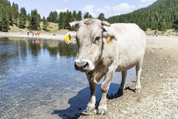 牛走近高山湖泊喝水图片下载