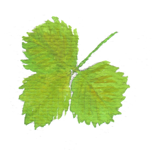 多汁的绿叶浆果，草莓，樱桃。图片下载