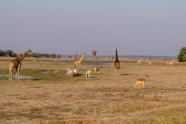 非洲博茨瓦纳丘比河湿地上的长颈鹿、斑马和羚羊图片下载