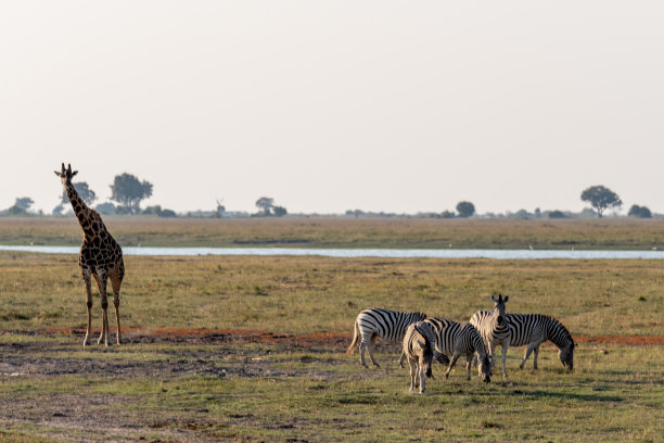 非洲博茨瓦纳丘比河湿地上的长颈鹿、斑马和羚羊图片下载