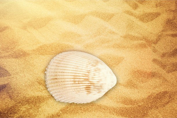 珍珠。图片下载