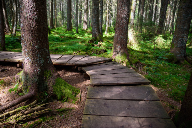 一张来自德国黑森林的魔法森林的照片图片下载