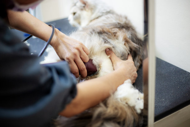 一个女人在给狗打扫卫生。图片下载