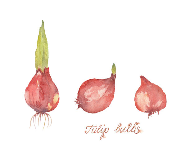三个郁金香球茎。手绘孤立的草图。水彩插图。图片下载