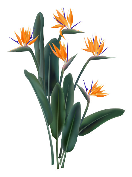 绿色的叶子，橙色和紫罗兰花束现实的设计。南非开花植物，又称鹤花或天堂鸟。图片下载